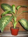 dieffenbachia