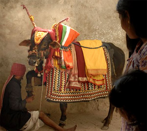 संक्रांति का सजावटी बैल