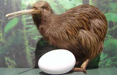 kiwi