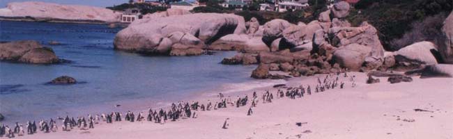 penguin island per penguin pakshio ki bheed