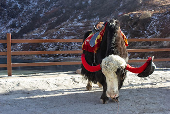 झाँगू झील के किनारे सजा धजा याक